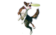 Dog catching frisbee.