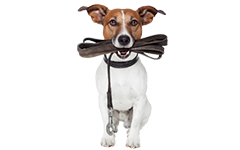 Dog holding leash in it's mouth.